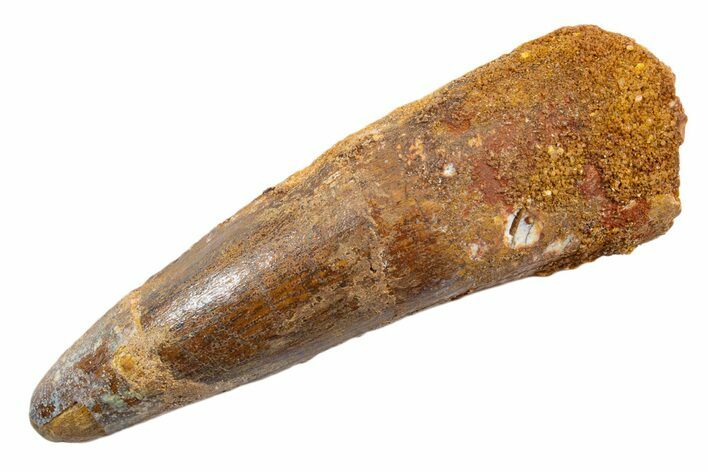 Fossil Spinosaurus Tooth - Real Dinosaur Tooth #345574